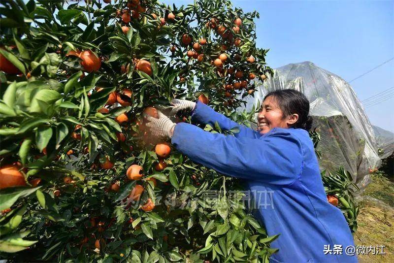 重磅！内江要打造“中国甜食之都”你能提点建议吗？(图8)