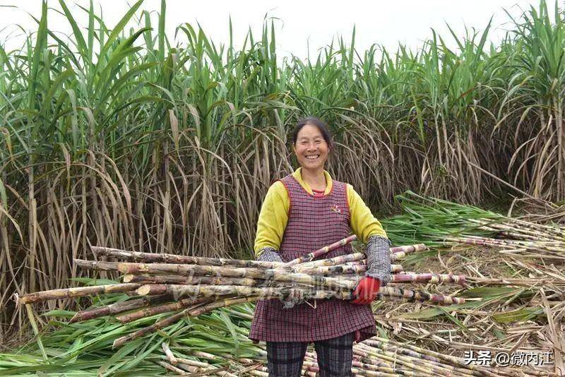 重磅！内江要打造“中国甜食之都”你能提点建议吗？(图10)