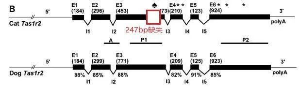 为啥有的猫爱吃甜食不是尝不出甜味吗？(图1)