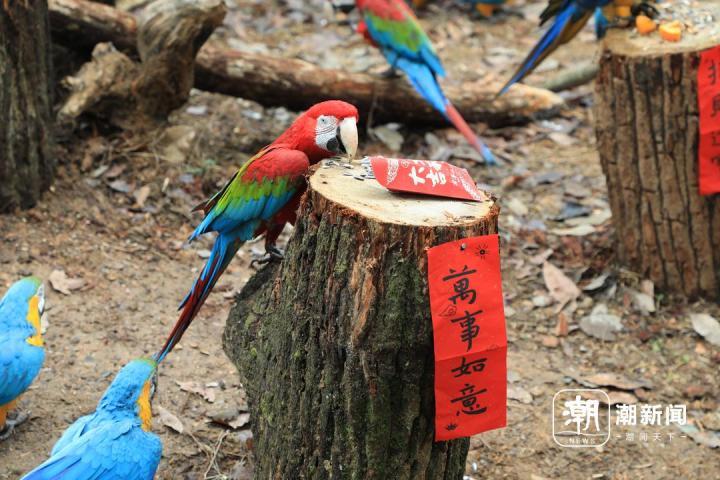 过年仪式感拉满！杭州动物园的毛孩吃上“年夜饭” 还现场拆红包(图6)